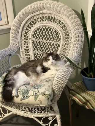 Aspen