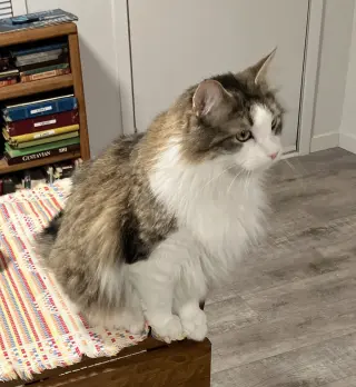 Aspen