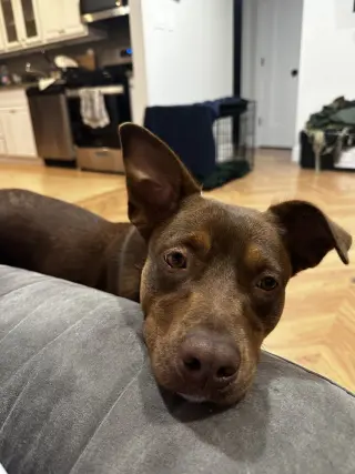 Lucy (Suzie's Litter)