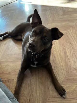 Lucy (Suzie's Litter)
