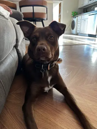 Lucy (Suzie's Litter)