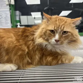 Handsome