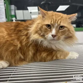 Handsome