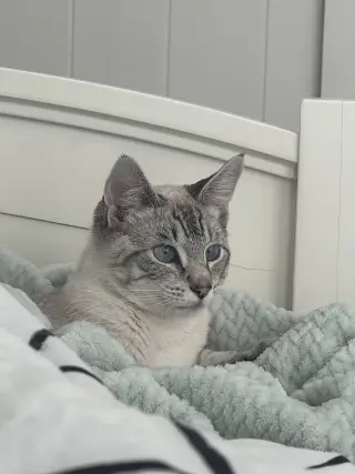 Kitt ( Napa)
