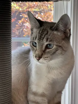 Kitt ( Napa)