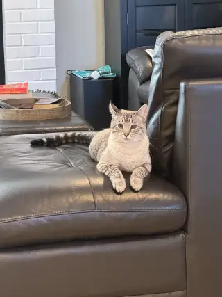 Kitt ( Napa)