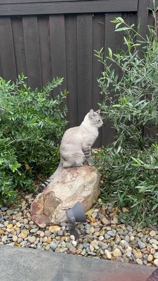 Kitt ( Napa)
