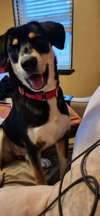 Thumbs (Toby)