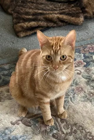 Splotchy