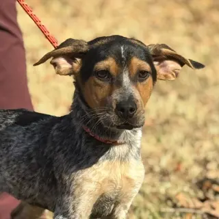 DARBY  LOWER FEE!