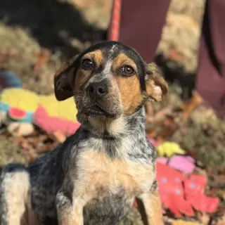 DARBY  LOWER FEE!