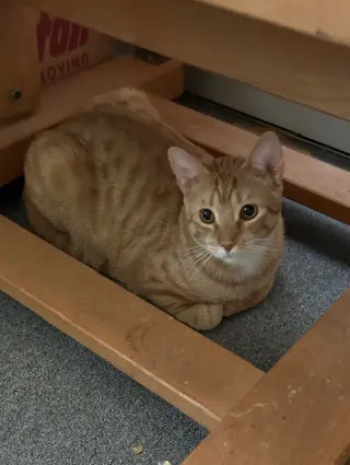 Stripey