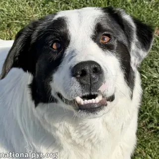 Casanova in OH - World's Biggest Charmer!