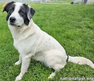 Casanova in OH - World's Biggest Charmer!