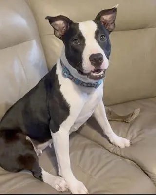 Sadie