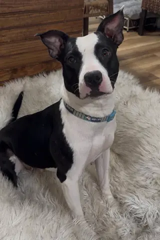 Sadie