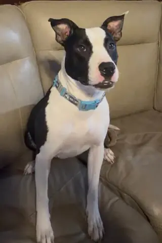 Sadie