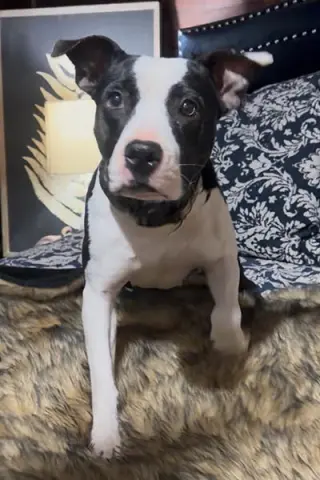 Sadie