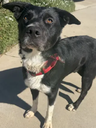 Taz Jr. *Courtesy Post*