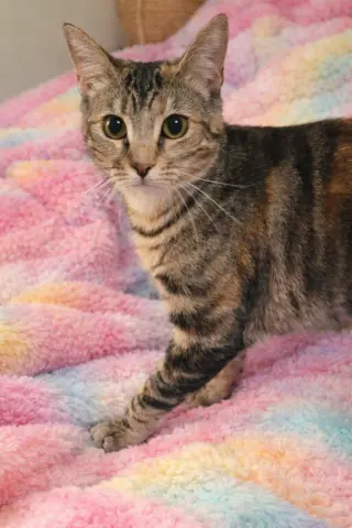 Lottie =^.^=