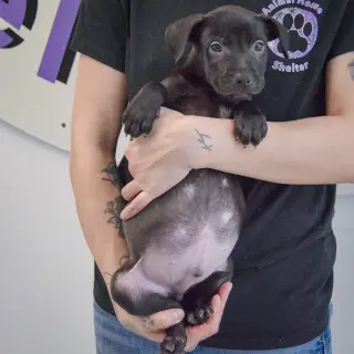 Gary