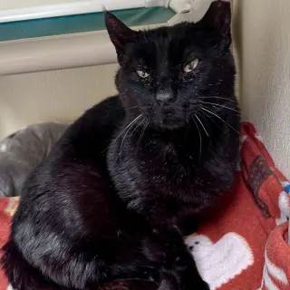Pantera