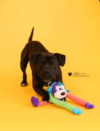 Meatloaf- $75 Adoption Fee! Diamond Dog!