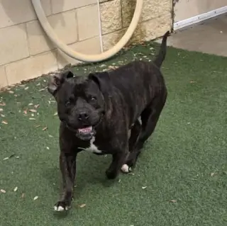Meatloaf- $75 Adoption Fee! Diamond Dog!