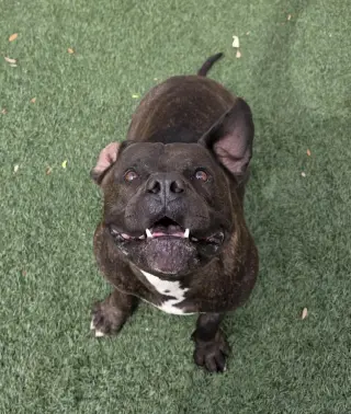 Meatloaf- $75 Adoption Fee! Diamond Dog!