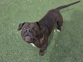 Meatloaf- $75 Adoption Fee! Diamond Dog!
