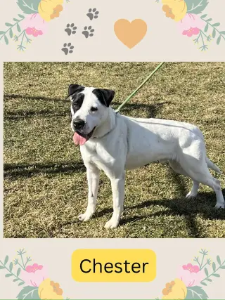 Pound Dog-Chester #187665 Courtesy Listing
