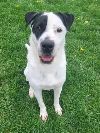 Pound Dog-Chester #187665 Courtesy Listing
