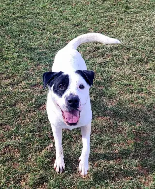 Pound Dog-Chester #187665 Courtesy Listing
