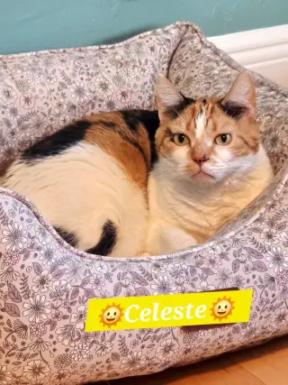 Celeste