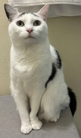 Pandora