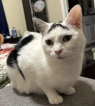 Pandora