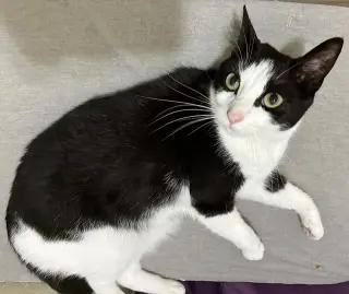 Freya