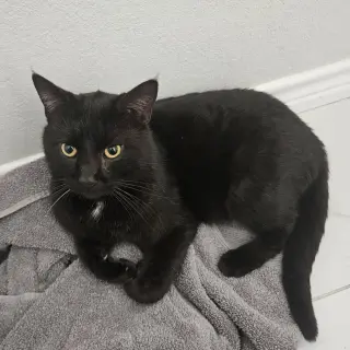 Eddie