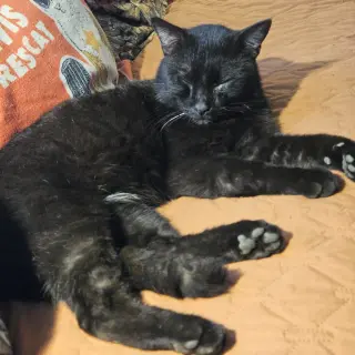 Eddie