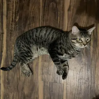Tigger