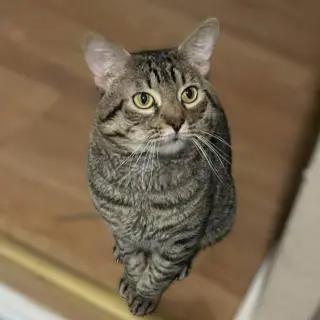 Tigger
