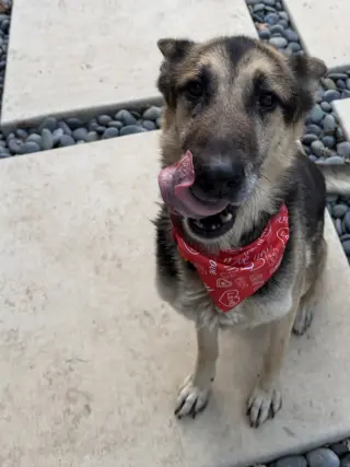 Sarge