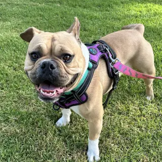 Bailey
