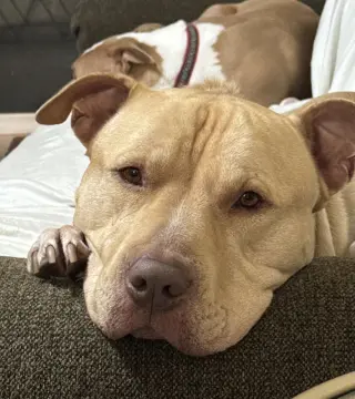 Apollo