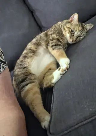 Honey