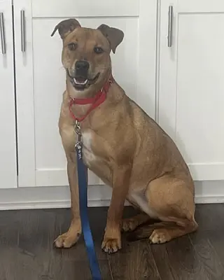 Bailey 2
