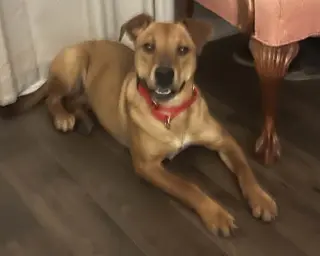 Bailey 2