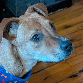 Bailey 2