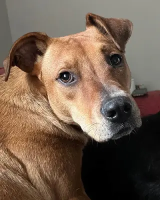 Bailey 2