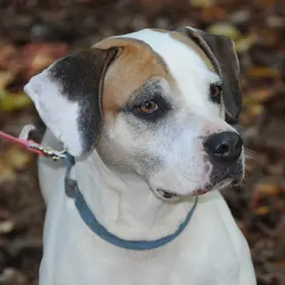 Bailey